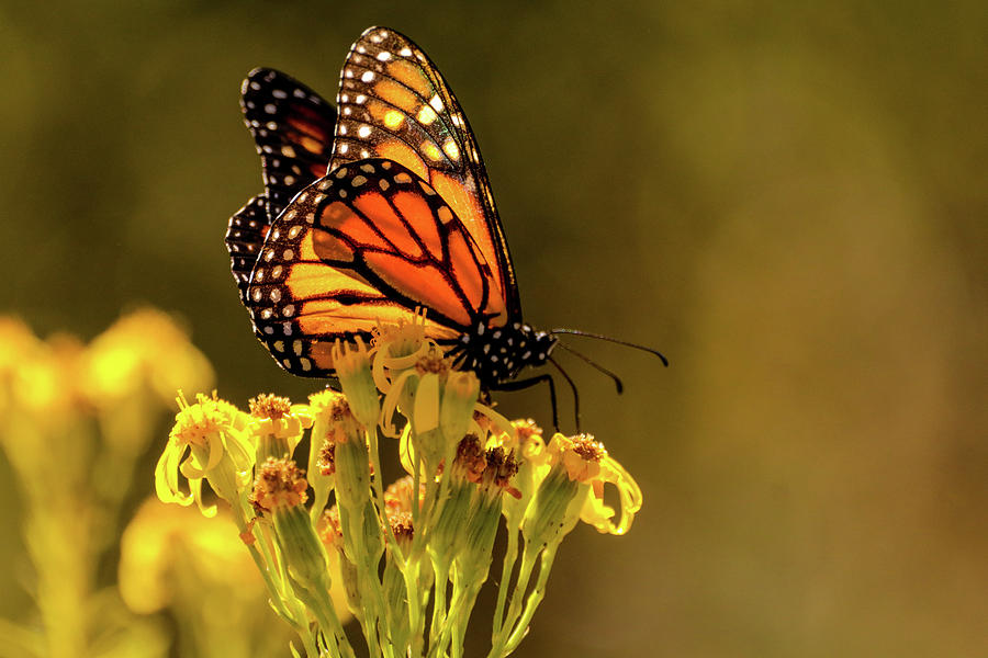 Pismo Monarch Butterfly II Photograph by Dr Janine Williams