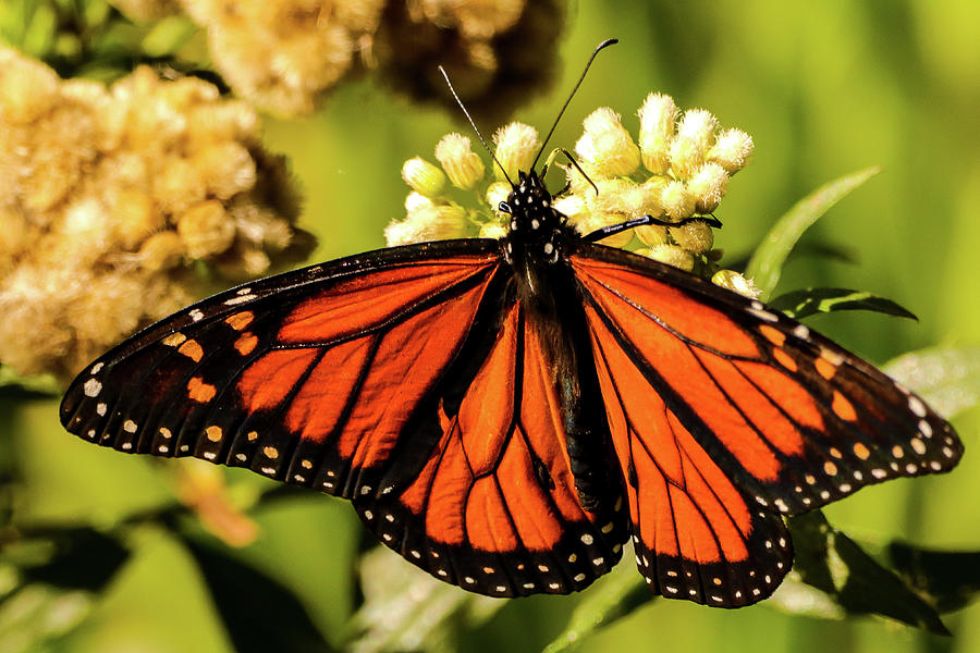 Pismo Monarch Butterfly III Photograph by Dr Janine Williams