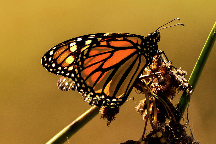 Pismo Monarch Butterfly IV Photograph by Dr Janine Williams