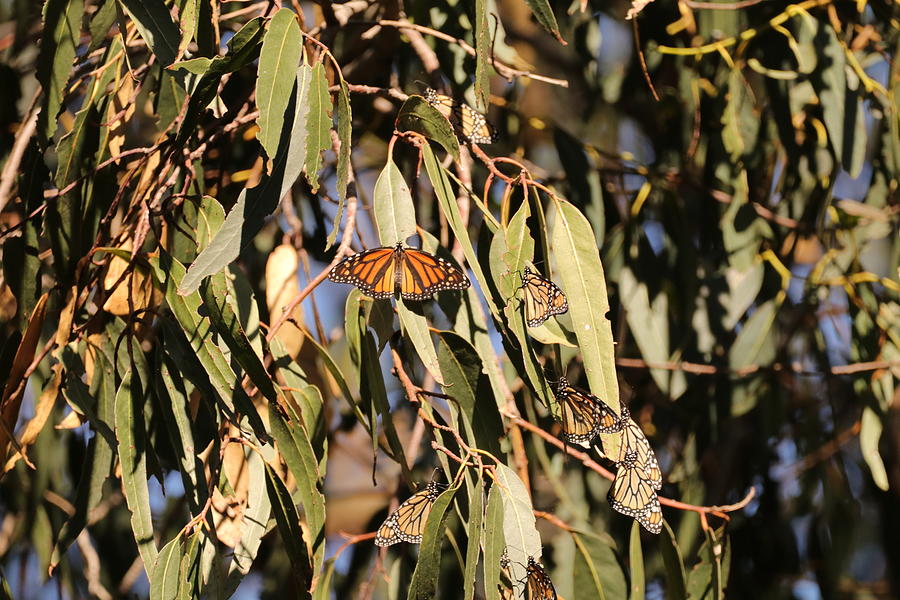 Pismo monarch sancuary Photograph by Dr Janine Williams