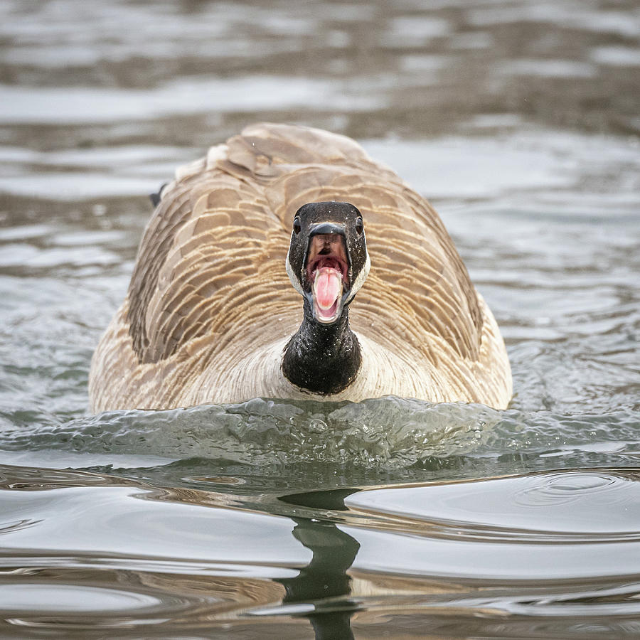 Pissed Goose Photograph by Paul Freidlund