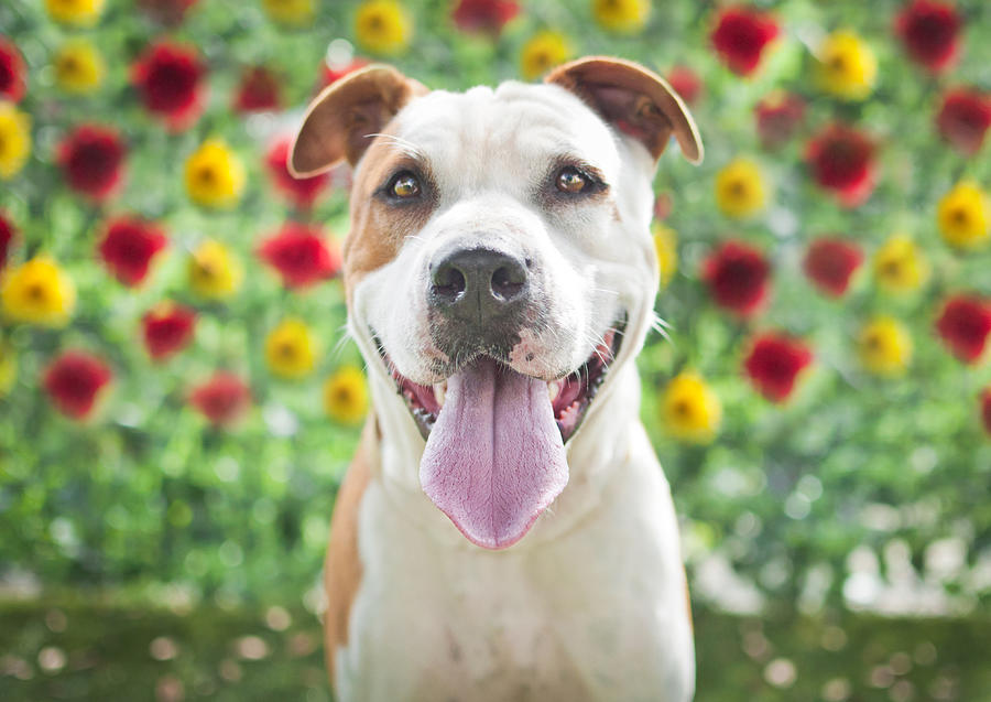 Pit Bull in front of flowers Photograph by Hillary Kladke