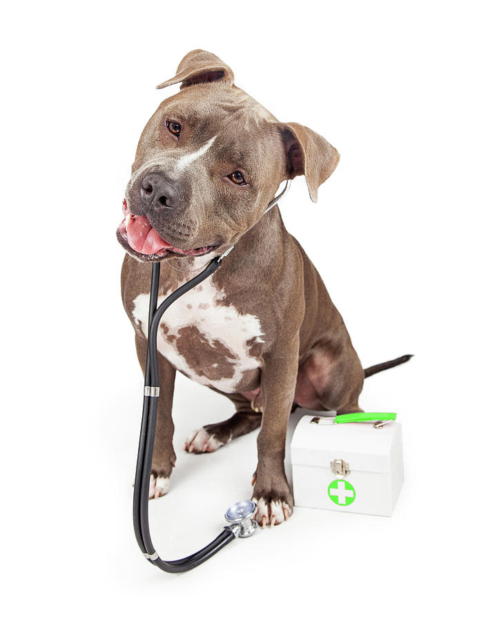 Animal Photograph - Pit Bull Veterinarian Dog by Good Focused