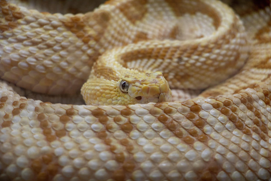 Pit Viper Photograph By Jean Haynes - Fine Art America