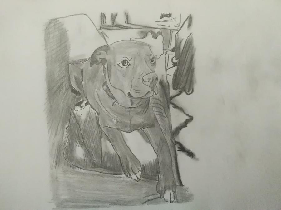 Vector Sketch Drawing Pitbull Barking Pit Bull Terrier Dog Vector Stock  Vector - Illustration of cartoon, animal: 233429572