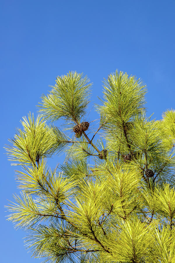 Nature Photograph - Pitch Pine by David Beard