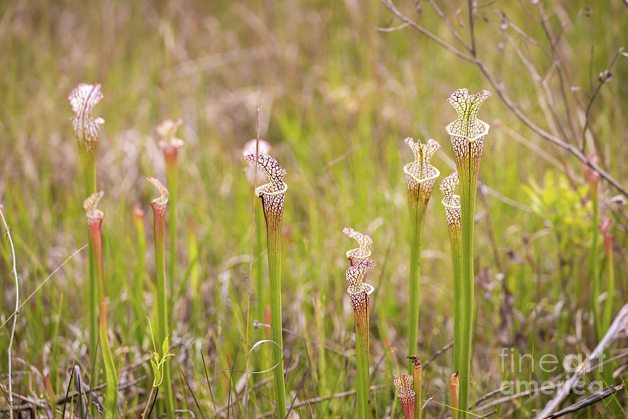 Pitcher Plant Bog Photograph by Joan McCool - Pixels