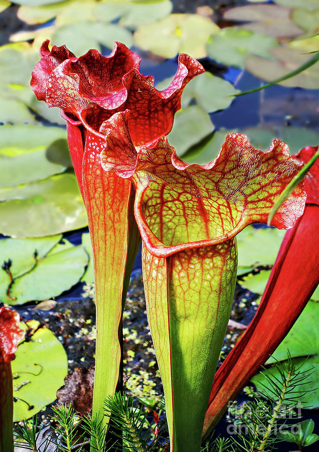 Pitcher Plant - Carnivorous Plant Photograph by Kaye Menner