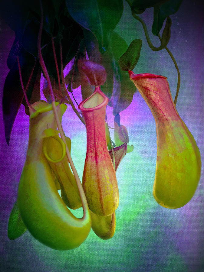 Pitcher Plant Photograph - Pitcher Plant by Christina Ford