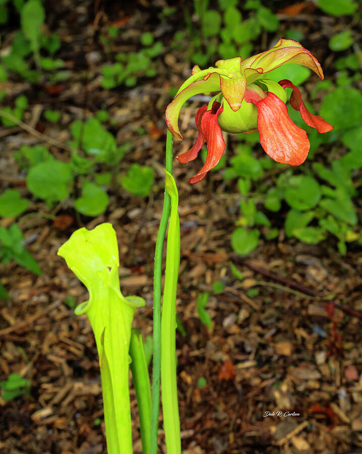 Pitcher Plant Photograph by Dale R Carlson