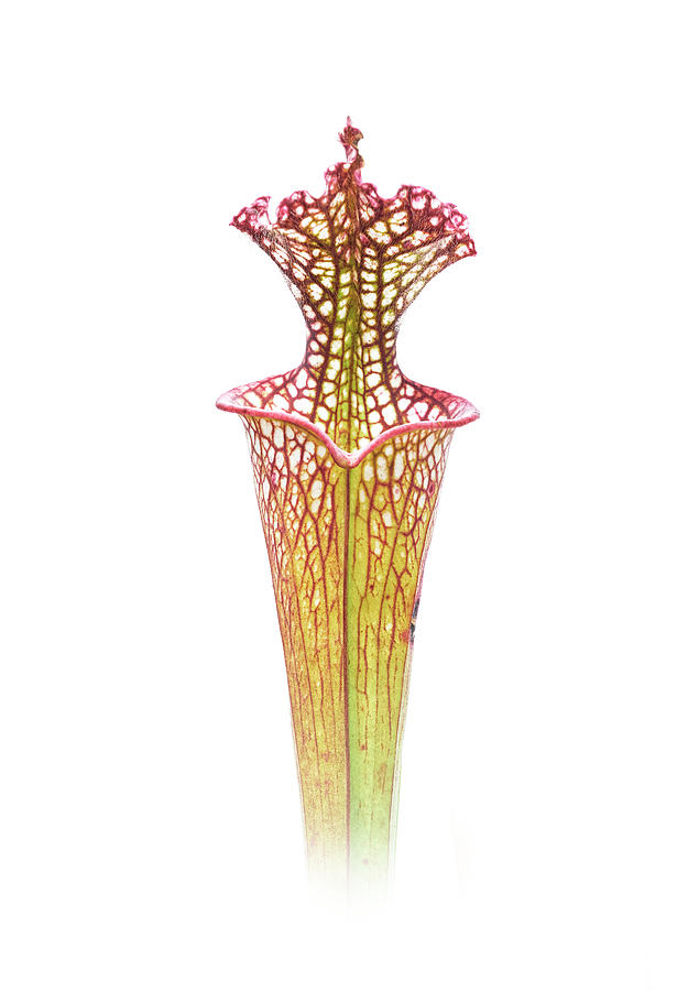 Pitcher Plant I Photograph by Bill Chambers