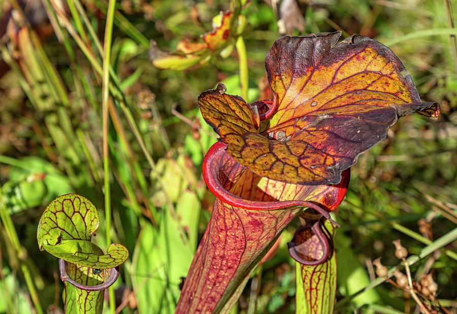 Pitcher Plant in Autumn Photograph by Cate Franklyn