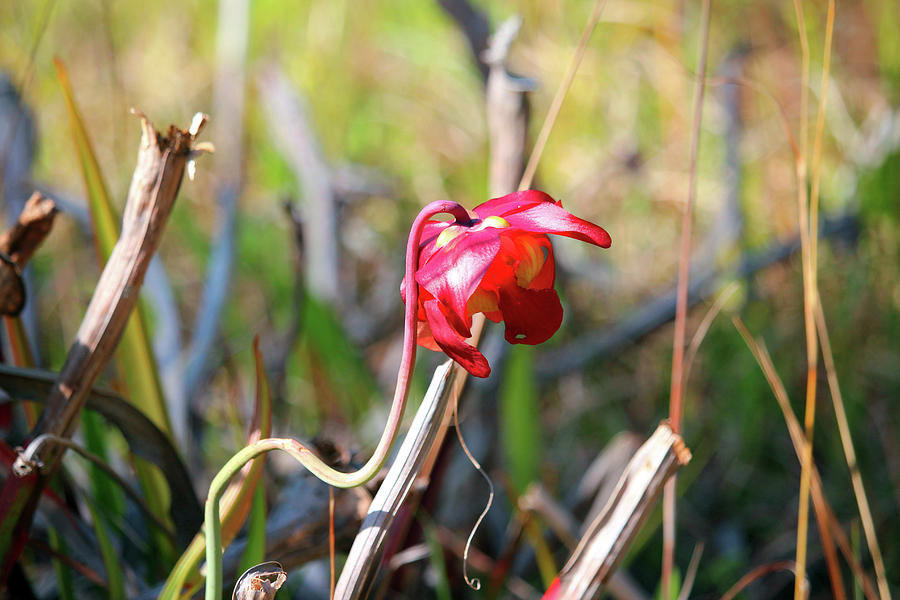 Pitcher Plant In Bloom Photograph by Cynthia Guinn