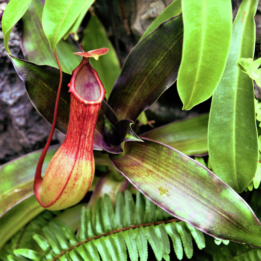 Pitcher Plant Trap Photograph by Robert Tubesing - Fine Art America