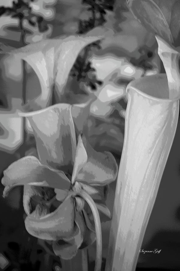 Pitcher Plant Vignette - Black and White Posterized Photograph by Suzanne Gaff