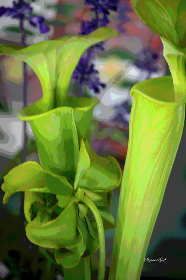 Pitcher Plant Vignette - Posterized Photograph by Suzanne Gaff
