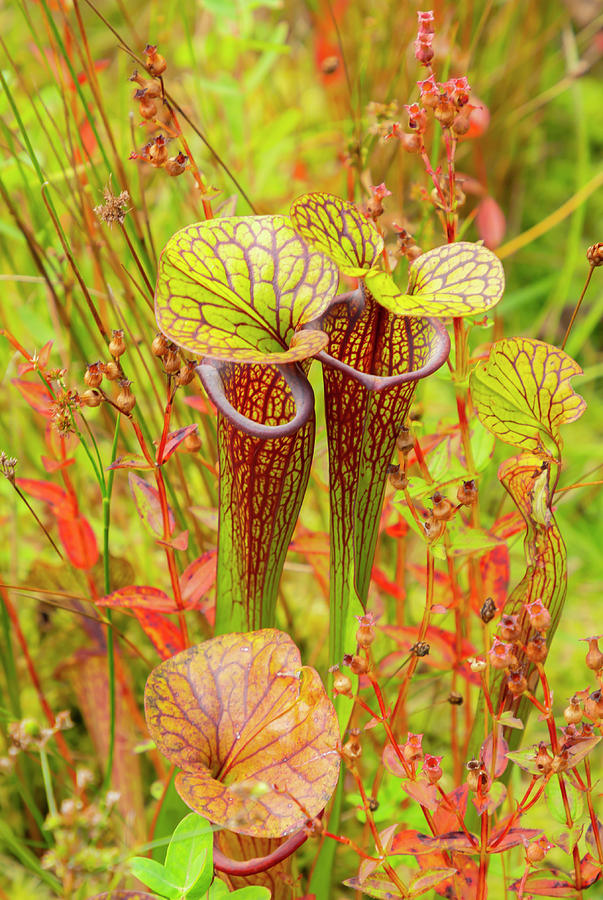 Pitcher Plants Photograph by Cate Franklyn