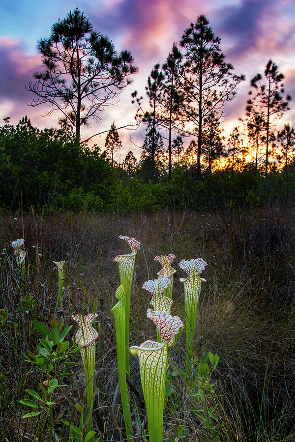 Pitcher Plants Photograph by Kevin Lehmann - Pixels