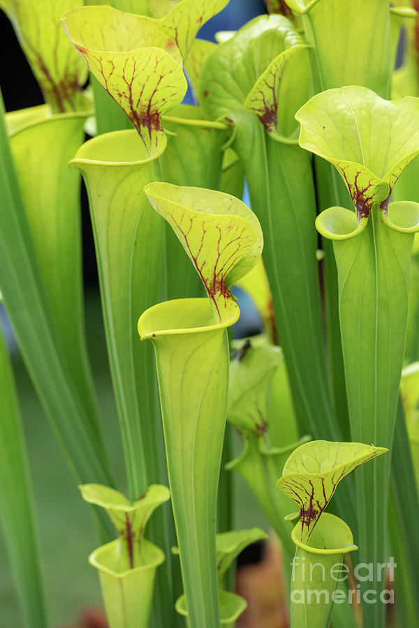 Pitcher Plants Maxima Photograph by Tim Gainey