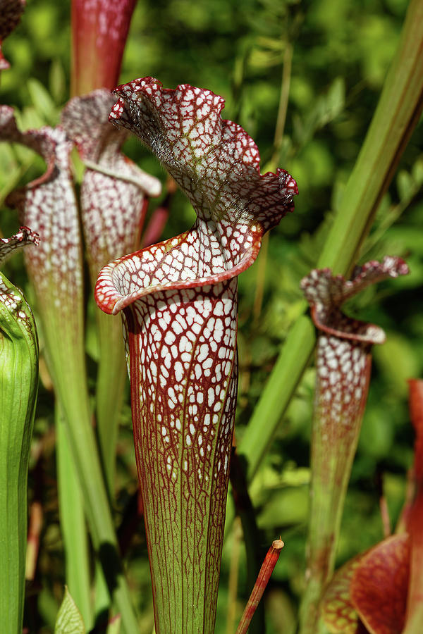Pitcher Plants Photograph by Sally Weigand