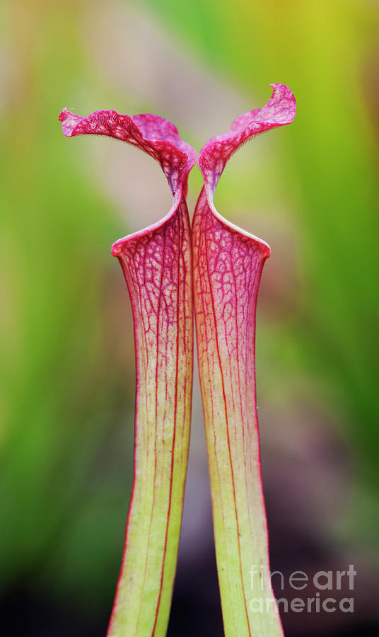 Pitcher Plants Photograph by Tim Gainey