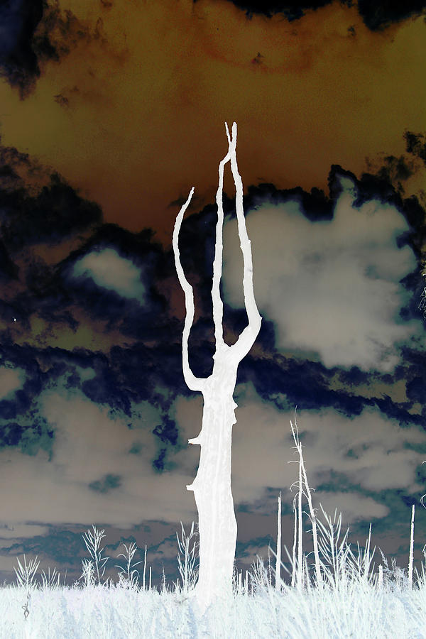 Pitchfork Tree In Negative Photograph