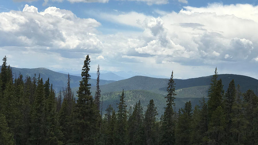 Gunnison National Forest Photograph by Rosemarie Corby - Fine Art America