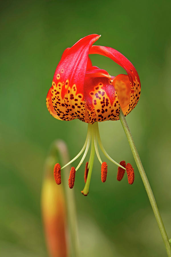 Pitkin Marsh Lily Photograph by Buddy Mays
