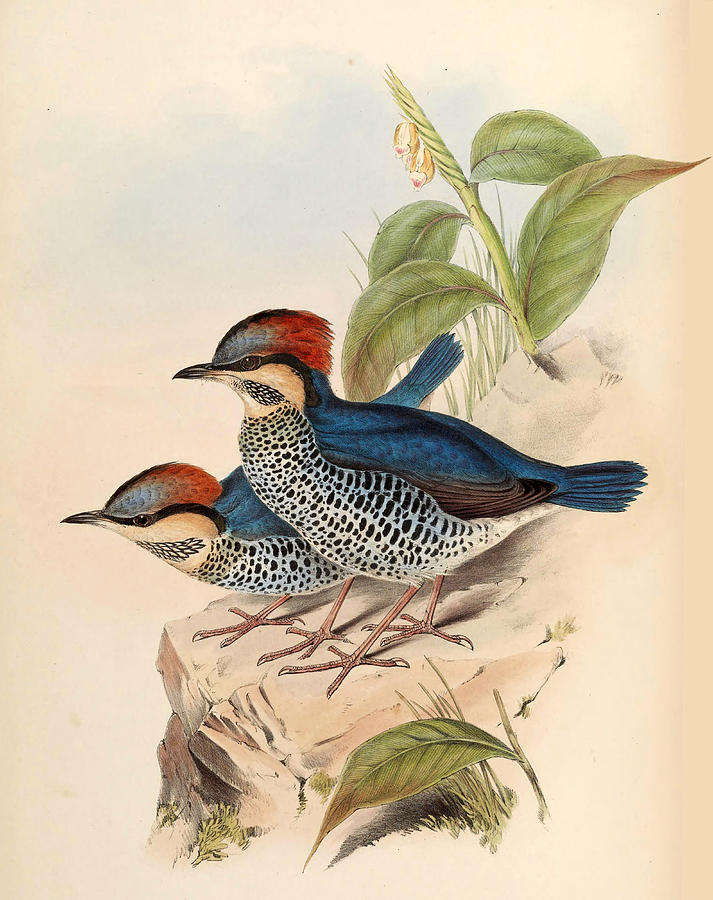 Hydrornis cyaneus Drawing by Henry Constantine Richter