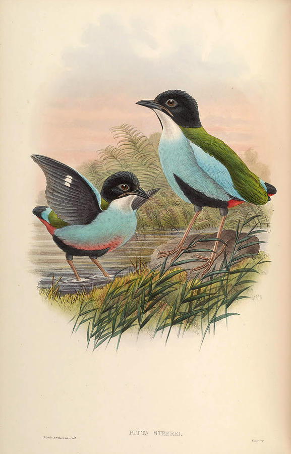 Pitta steerii Drawing by Henry Constantine Richter