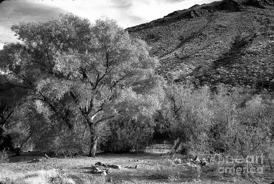 Tree Photograph - Piute Spring -BW- by Brenton Cooper