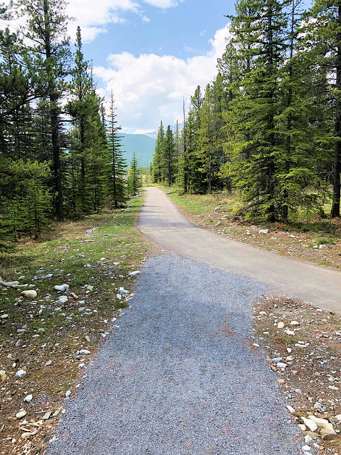 Place And Outdoor Pine Trees Photograph By Siyano Prach Fine Art America