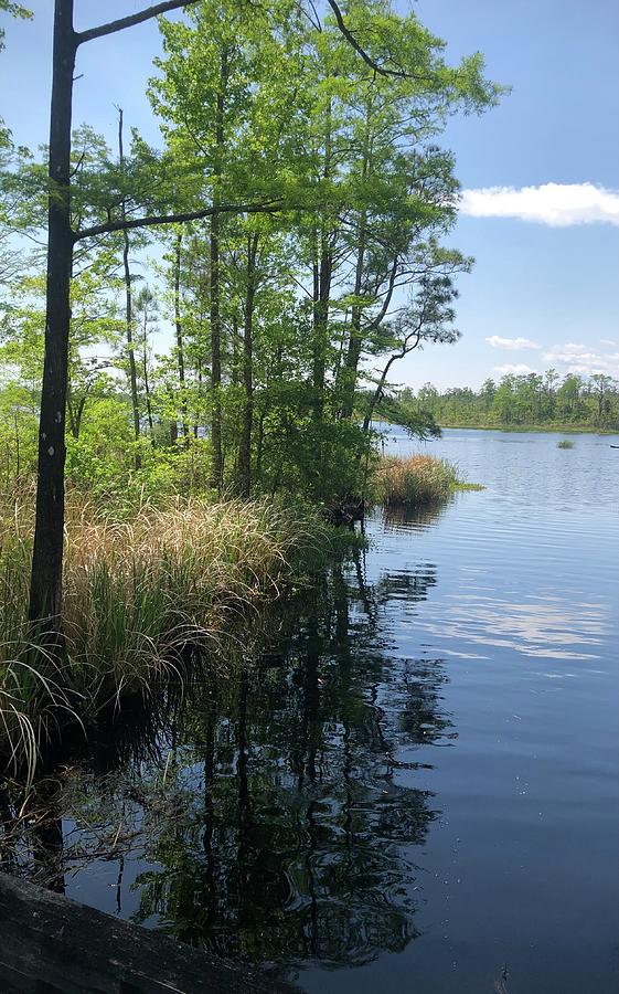 Place to kayak at the Alligator River Photograph by Siyano Prach - Pixels