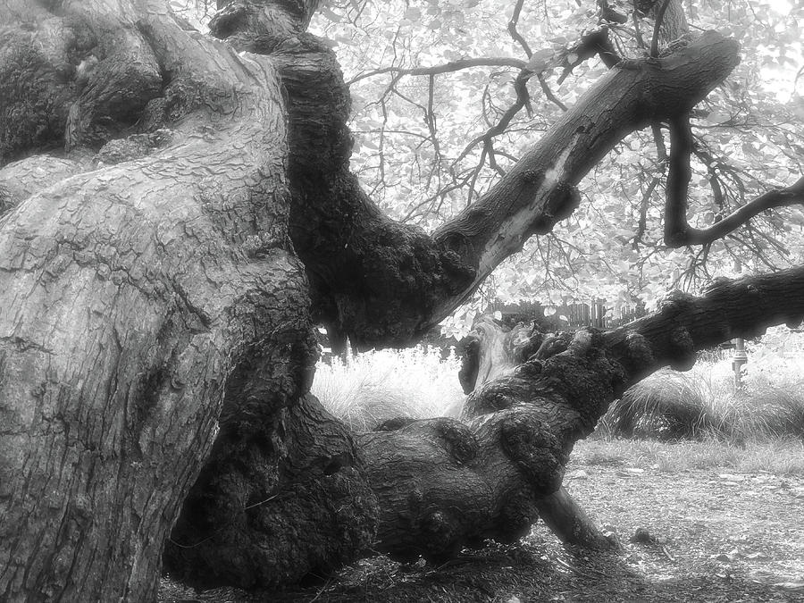 Places And Things-100 Plus Year Old Photograph by Siyano Prach - Fine