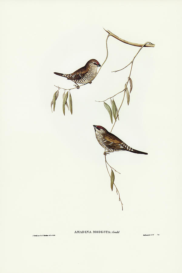 John Gould Drawing - Plain-coloured Finch, Amadina modesta by John Gould