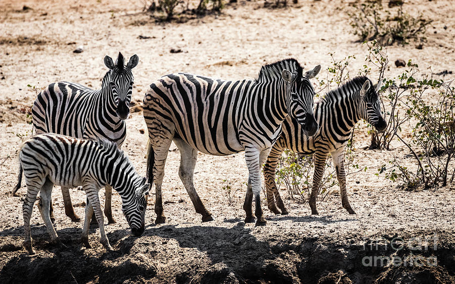 Plain zebra family, Namibia Photograph by Lyl Dil Creations