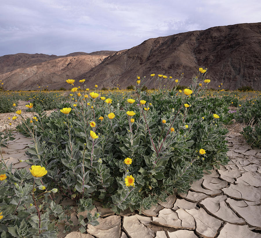 San Diego Photograph - Plain of Desert Sunflowers at Anza Borrego  by William Dunigan