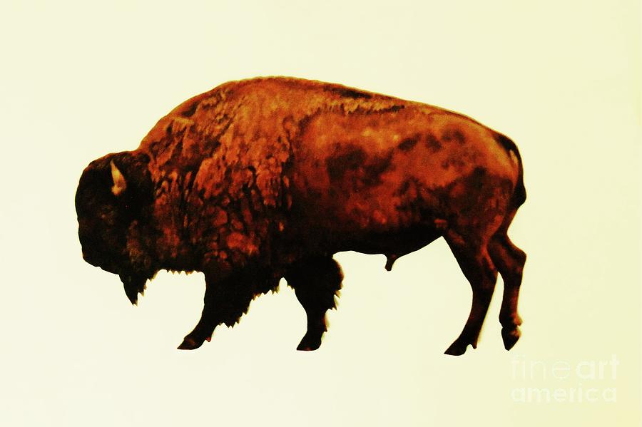 Plains Bison 1 Photograph by Larry Campbell