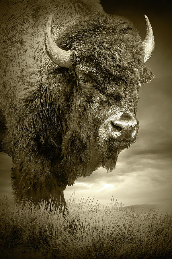 Yellowstone National Park Photograph - Plains Bison Sepia Tone Portrait Wall Decor by Randall Nyhof