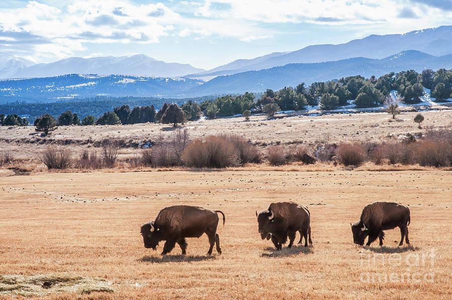  Plains Buffaloes At Home On The Range Photograph by John Bartelt