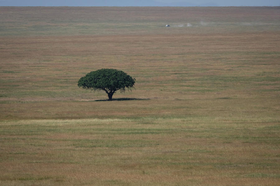 Plains of the Serengeti Photograph by Mary Lee Dereske