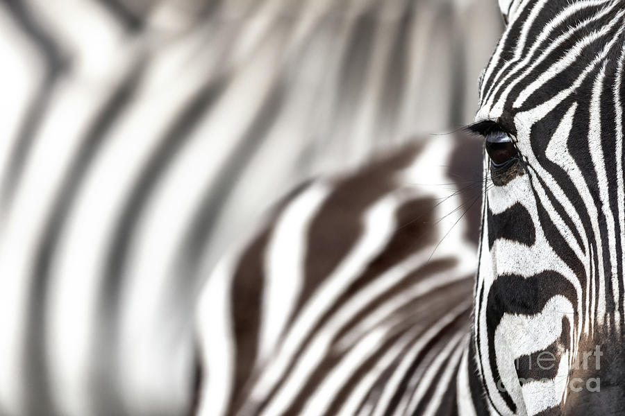 Plains zebra, equus quagga, closeup of partial face and eye, wit Photograph by Jane Rix