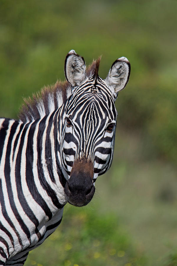 Plains Zebra Equus quagga Photograph by Tony Mills