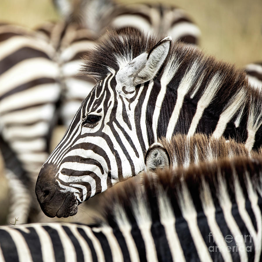 Plains zebra standing in in a small herd Photograph by Jane Rix