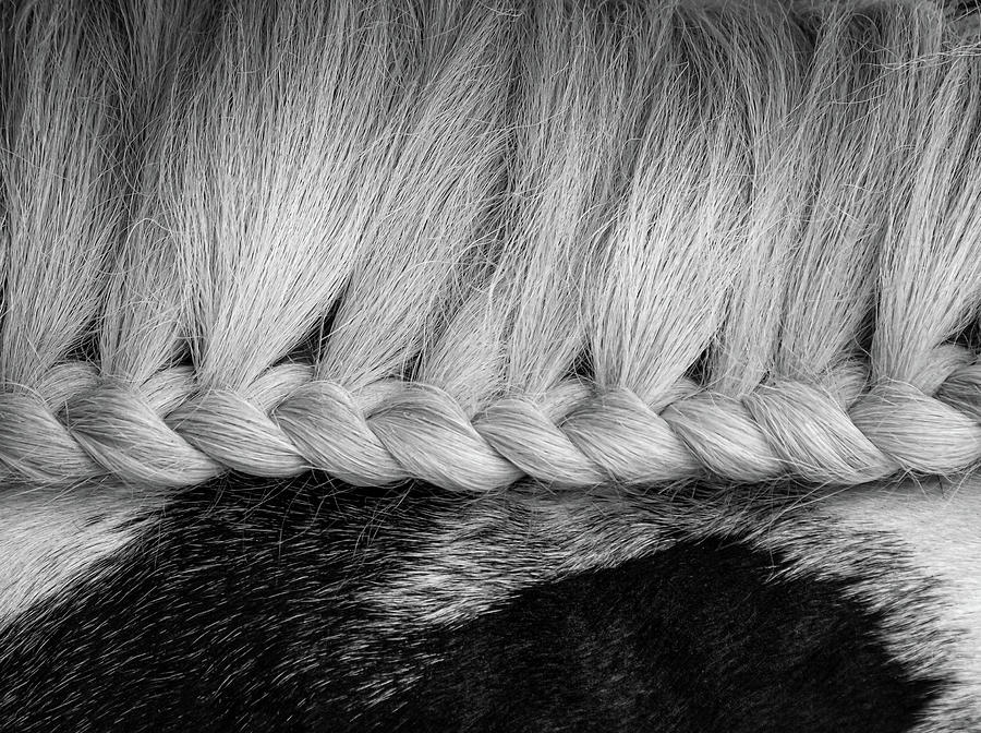 Plaited mane of a cob horse Photograph by Philip Yale - Fine Art America