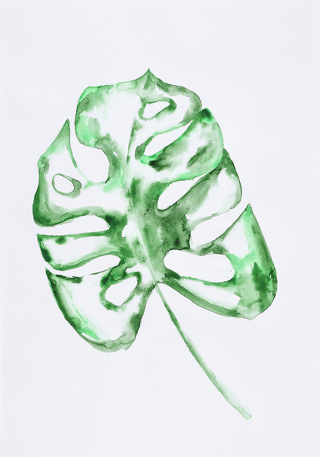 Plam Leaf Monstera by Maria Arnaudova Plam Leaf Monstera by Maria Arnaudova
