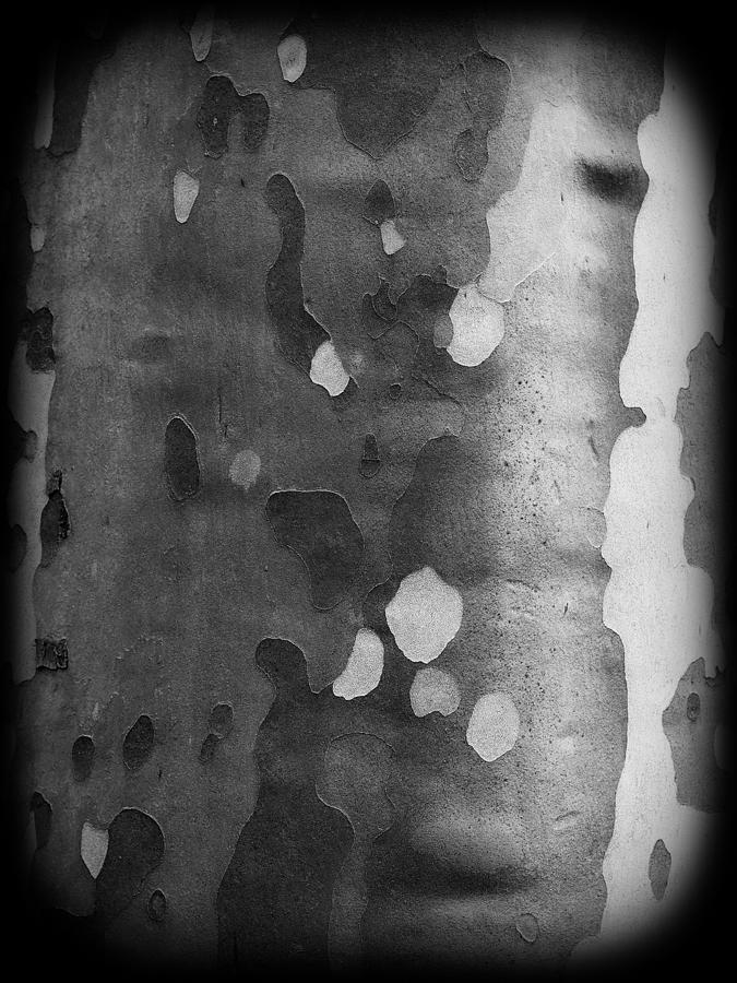 Plane Tree Photograph - Plane Tree Bark by Jussi Laasonen Plane Tree Photograph - Plane Tree Bark by Jussi Laasonen