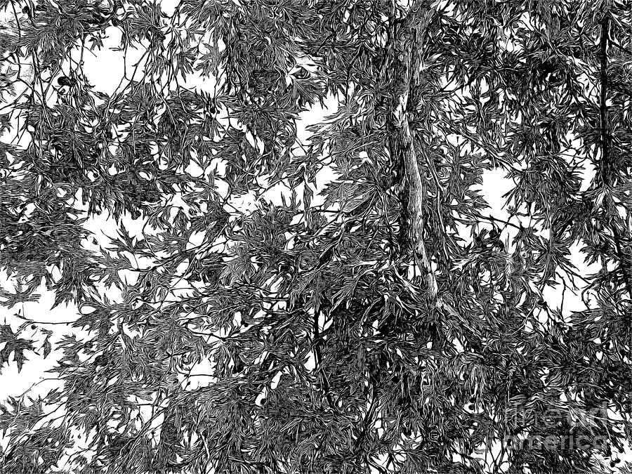 Greek Photograph - Plane tree leaves, Corfu, engraving effect by Paul Boizot