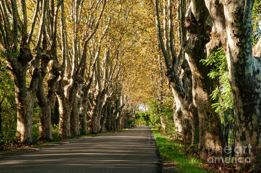 Plane Tree Lined Road in France Photograph by Bob Phillips