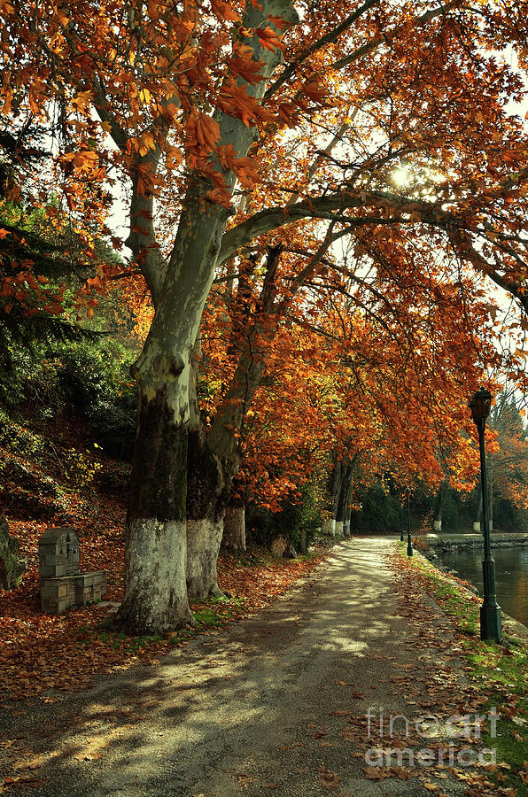 Plane trees alley at the banks of the lake Photograph by Athina Psoma ...